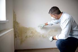 Why You Should Choose Our Mold Remediation Services in Mariemont, OH